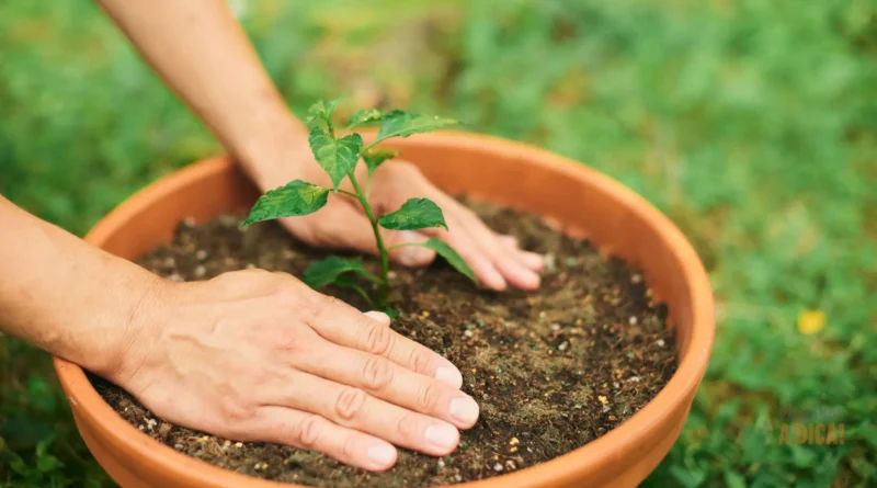Jardinagem para Iniciantes: 5 Plantas 'Imortais' para Quem Acha que Mata Tudo (e Como Cuidar Delas)