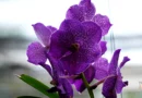 Orquídea Vanda: A Joia Exótica que Vive sem Vaso no seu Apartamento (Guia Completo)