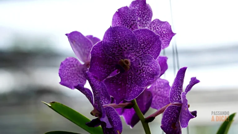 Orquídea Vanda: A Joia Exótica que Vive sem Vaso no seu Apartamento (Guia Completo)