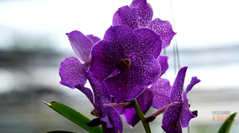 Orquídea Vanda: A Joia Exótica que Vive sem Vaso no seu Apartamento (Guia Completo)