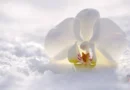 SOS Orquídeas no Inverno: O Guia Completo para Cuidar e Estimular a Floração