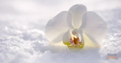 SOS Orquídeas no Inverno: O Guia Completo para Cuidar e Estimular a Floração