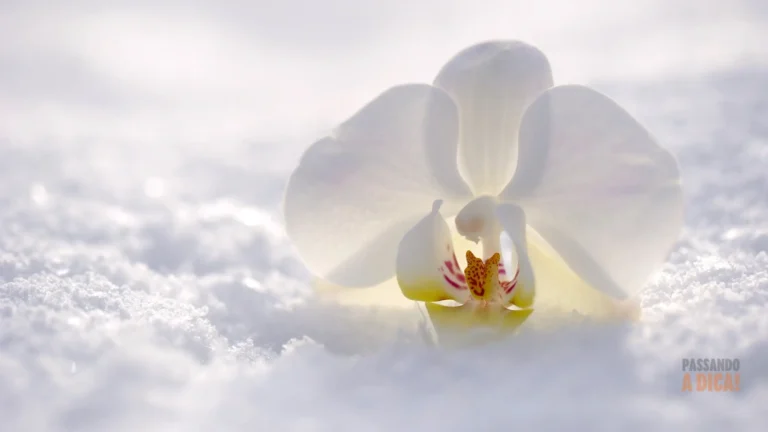 SOS Orquídeas no Inverno: O Guia Completo para Cuidar e Estimular a Floração