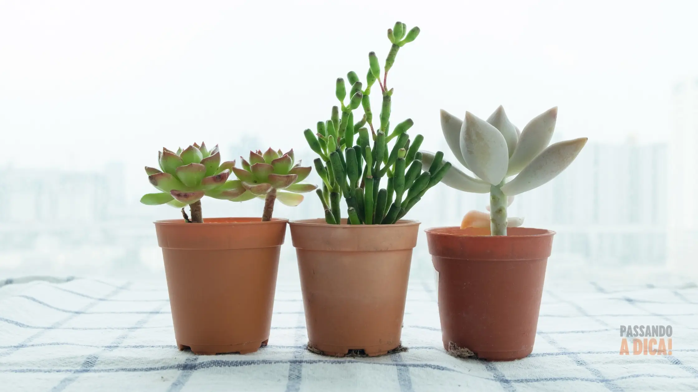 SOS Suculentas: O Guia Definitivo para Cuidar das Suas 'Gordinhas' no Inverno