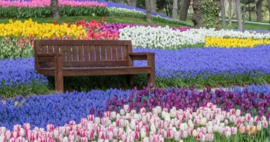 Como Cuidar de Tulipas no Brasil: O Guia para Flores Duradouras e o Desafio do Cultivo