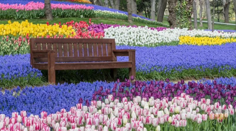 Como Cuidar de Tulipas no Brasil: O Guia para Flores Duradouras e o Desafio do Cultivo