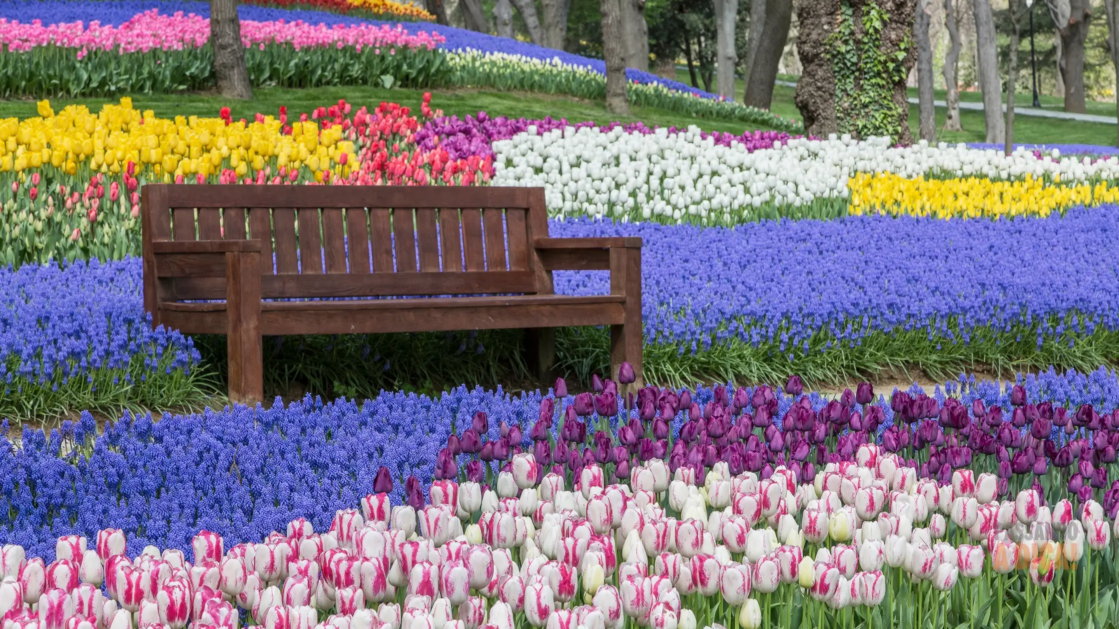 Como Cuidar de Tulipas no Brasil: O Guia para Flores Duradouras e o Desafio do Cultivo
