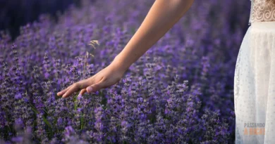 Jardim Perfumado: As 7 Flores Mais Cheirosas para Encantar sua Casa e Jardim