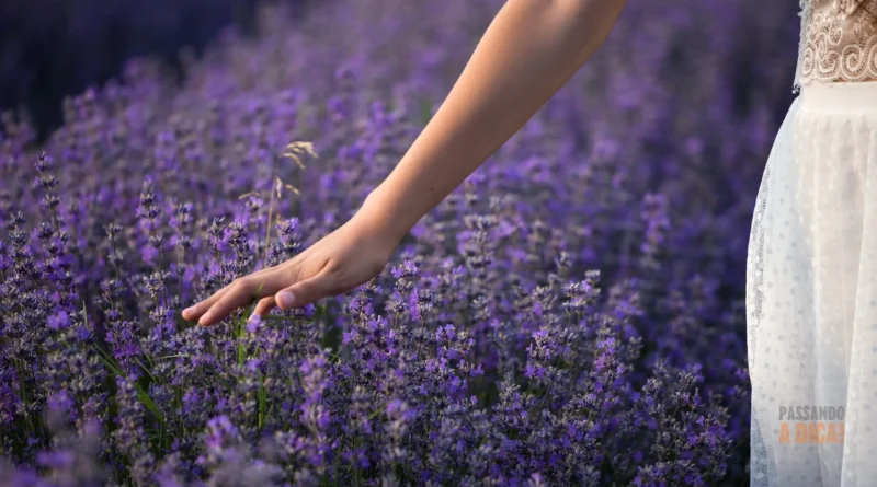 Jardim Perfumado: As 7 Flores Mais Cheirosas para Encantar sua Casa e Jardim