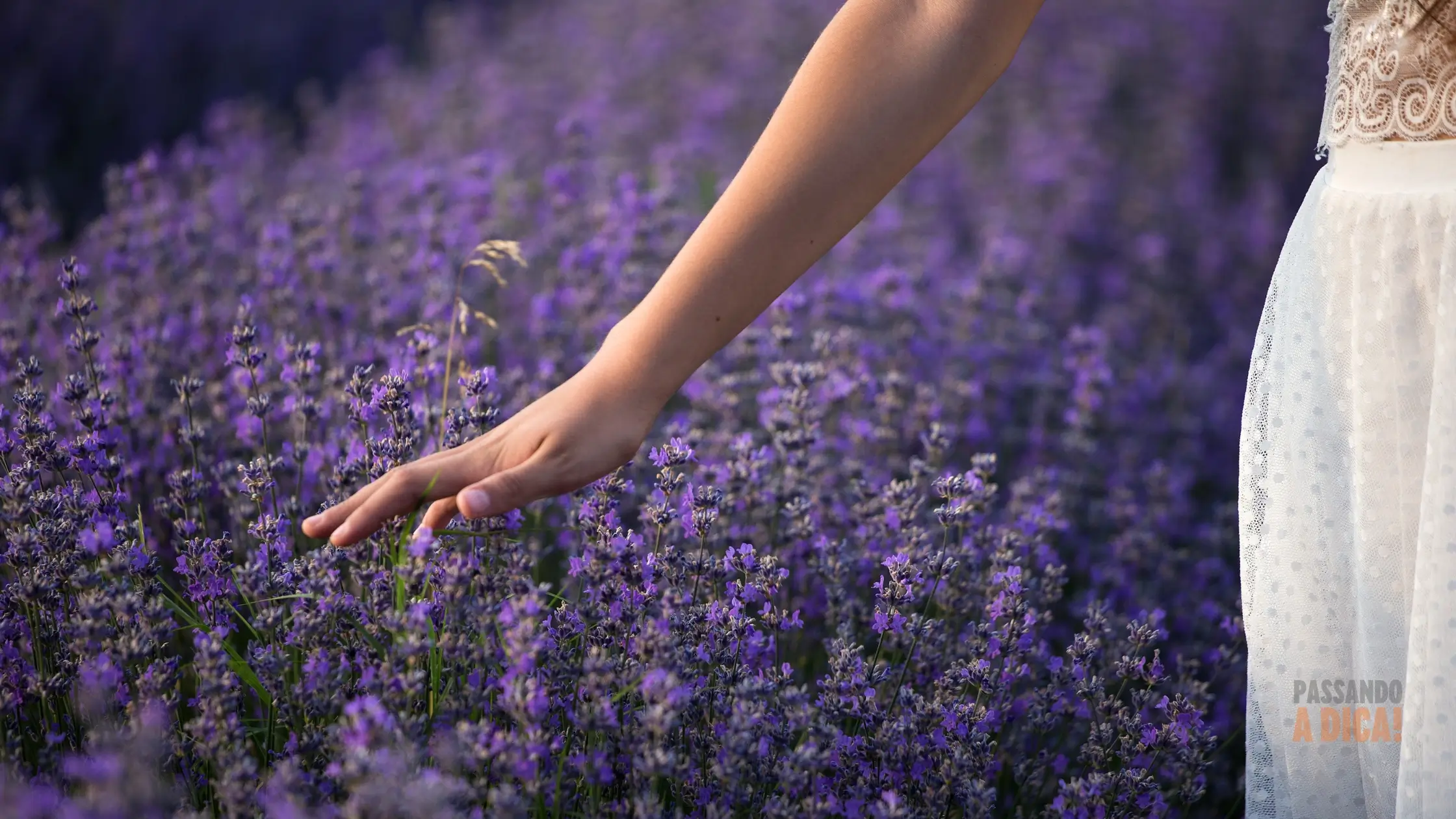 Jardim Perfumado: As 7 Flores Mais Cheirosas para Encantar sua Casa e Jardim