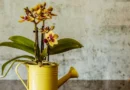SOS Orquídeas: Guia Completo para Recuperar Plantas Fracas e com Fungos