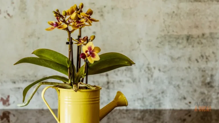 SOS Orquídeas: Guia Completo para Recuperar Plantas Fracas e com Fungos