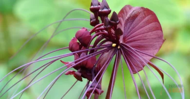 7 Flores Raras (e Difíceis) no Brasil: Um Guia para Jardineiros Corajosos