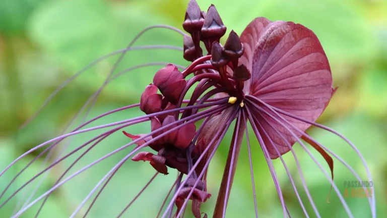7 Flores Raras (e Difíceis) no Brasil: Um Guia para Jardineiros Corajosos