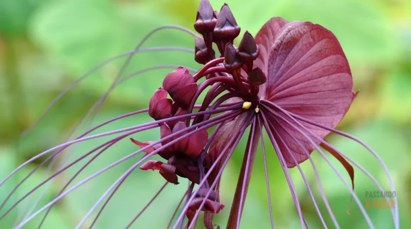 7 Flores Raras (e Difíceis) no Brasil: Um Guia para Jardineiros Corajosos