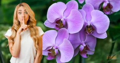 7 Segredos para Cuidar de Orquídeas que (Quase) Ninguém te Conta