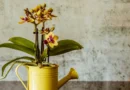 Adubo para Orquídeas: O Segredo para Flores Espetaculares (Guia Completo)