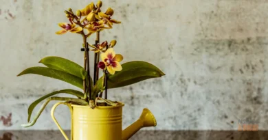 Adubo para Orquídeas: O Segredo para Flores Espetaculares (Guia Completo)