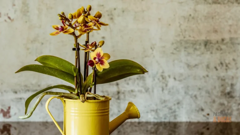 Adubo para Orquídeas: O Segredo para Flores Espetaculares (Guia Completo)
