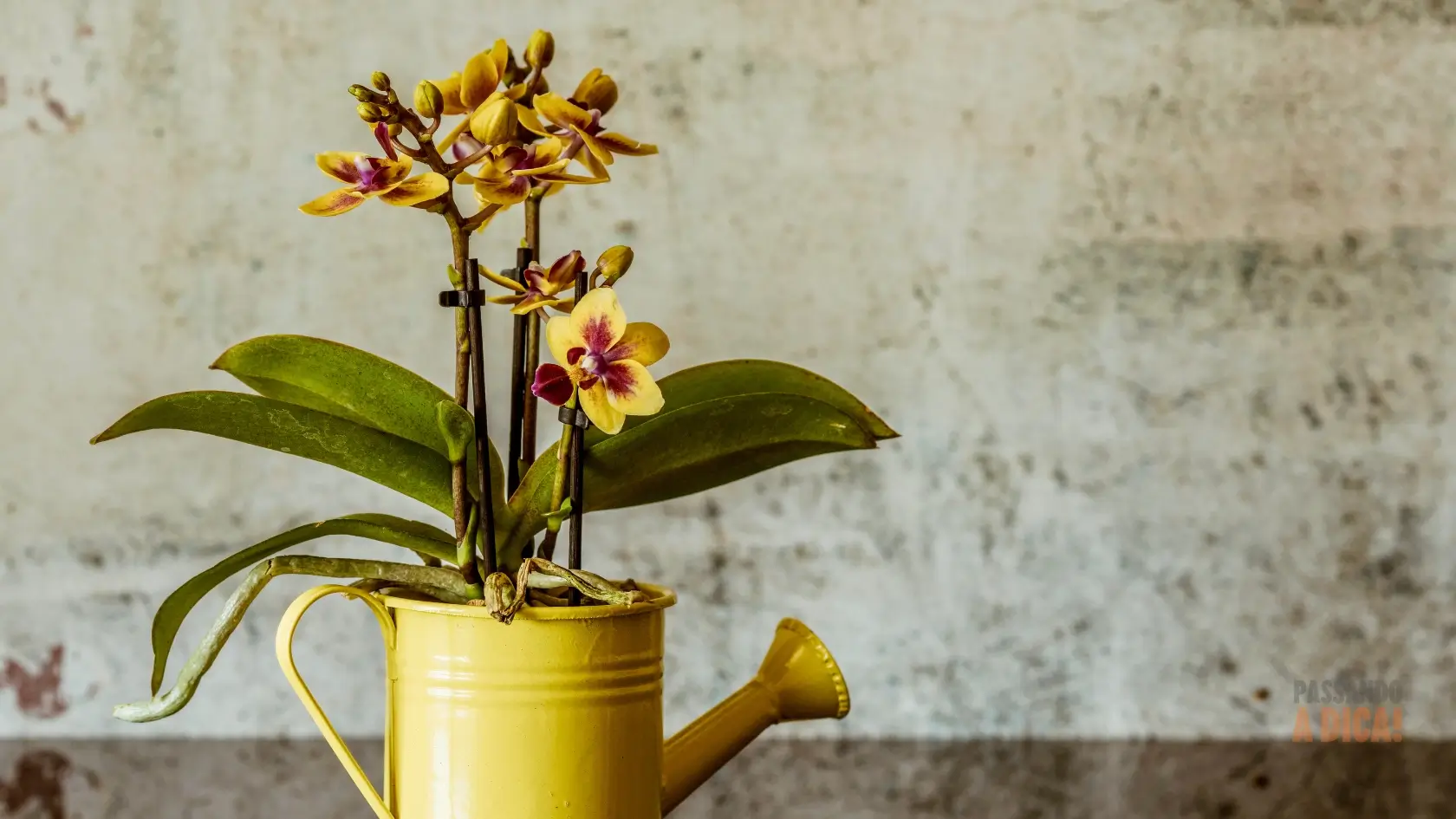 Adubo para Orquídeas: O Segredo para Flores Espetaculares (Guia Completo)