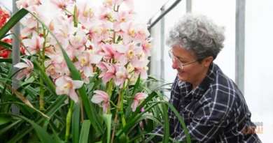 Como Podar Orquídeas da Maneira Certa: Guia Seguro para Não Danificar sua Planta