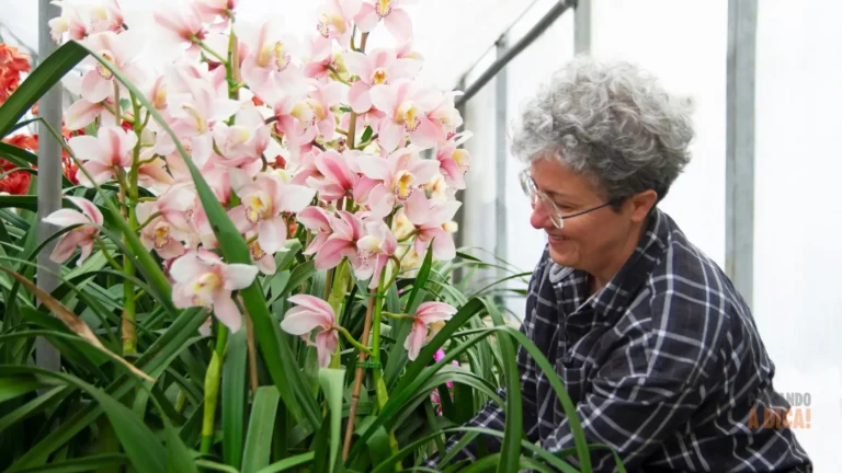 Como Podar Orquídeas da Maneira Certa: Guia Seguro para Não Danificar sua Planta
