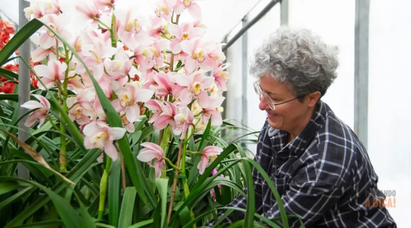 Como Podar Orquídeas da Maneira Certa: Guia Seguro para Não Danificar sua Planta