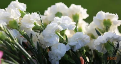 Flor Cravo: O Guia Completo para Cultivar Cores, Perfume e Tradição no seu Jardim