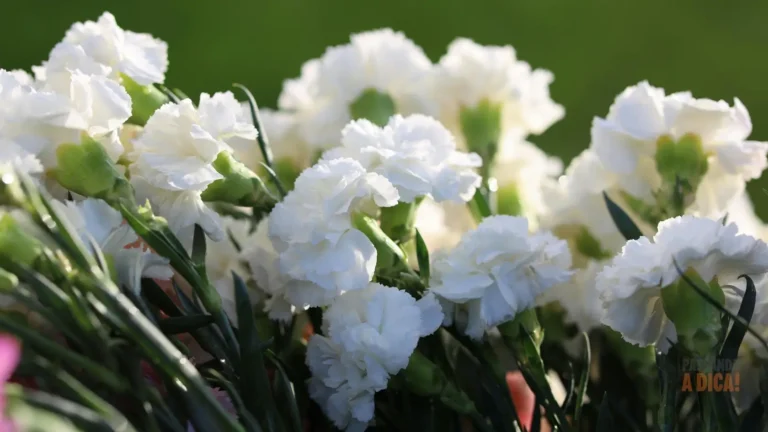Flor Cravo: O Guia Completo para Cultivar Cores, Perfume e Tradição no seu Jardim