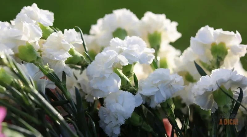 Flor Cravo: O Guia Completo para Cultivar Cores, Perfume e Tradição no seu Jardim