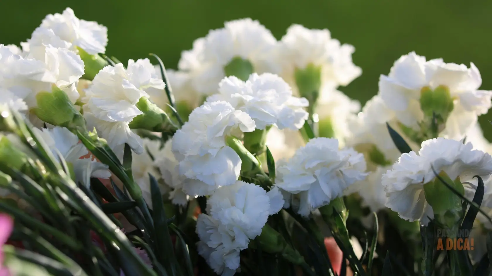 Flor Cravo: O Guia Completo para Cultivar Cores, Perfume e Tradição no seu Jardim