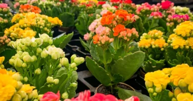 Flor-da-Fortuna (Kalanchoe): O Guia Absolutamente Completo Para Cuidar e Fazer Florir Várias Vezes