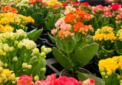 Flor-da-Fortuna (Kalanchoe): O Guia Absolutamente Completo Para Cuidar e Fazer Florir Várias Vezes