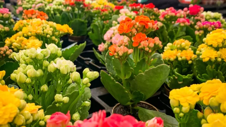 Flor-da-Fortuna (Kalanchoe): O Guia Absolutamente Completo Para Cuidar e Fazer Florir Várias Vezes