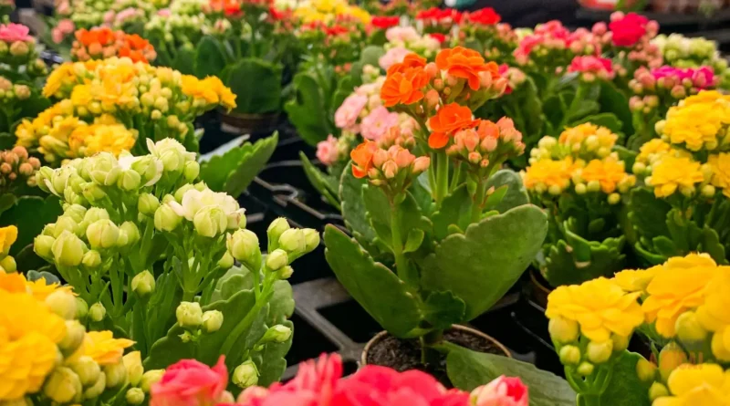 Flor-da-Fortuna (Kalanchoe): O Guia Absolutamente Completo Para Cuidar e Fazer Florir Várias Vezes