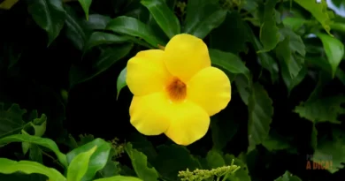 Jardim Colorido o Ano Inteiro: 7 Flores Incríveis para o Norte e Nordeste