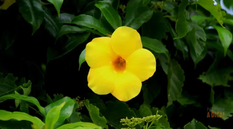 Jardim Colorido o Ano Inteiro: 7 Flores Incríveis para o Norte e Nordeste