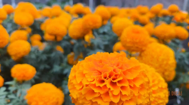 Sol Sem Medo: 7 Flores Espetaculares que Amam o Sol Pleno e Vão Colorir seu Verão