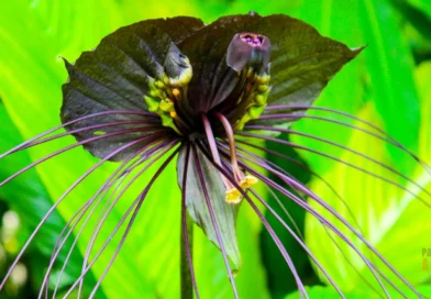 10 Flores Raras e Exóticas do Mundo que Você Pode Cultivar no Brasil