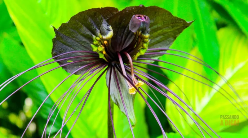 10 Flores Raras e Exóticas do Mundo que Você Pode Cultivar no Brasil