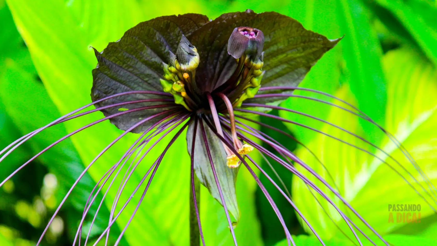 10 Flores Raras e Exóticas do Mundo que Você Pode Cultivar no Brasil