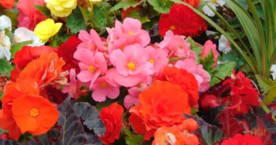 Canteiro de Jardim Perfeito: 12 Plantas Fáceis de Cuidar para Colorir sua Casa