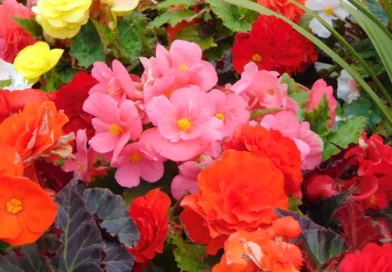 Canteiro de Jardim Perfeito: 12 Plantas Fáceis de Cuidar para Colorir sua Casa