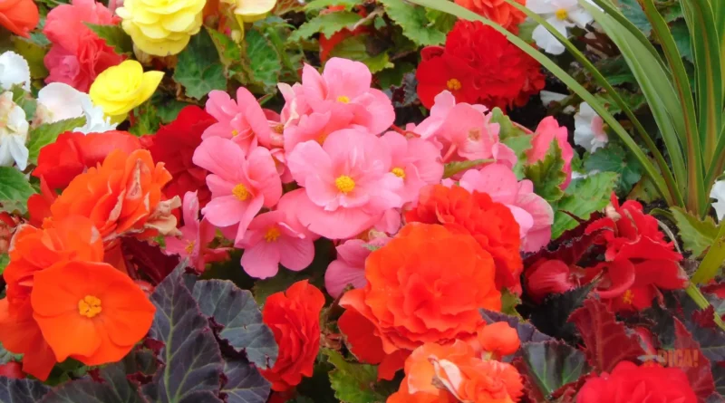 Canteiro de Jardim Perfeito: 12 Plantas Fáceis de Cuidar para Colorir sua Casa