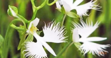 5 Plantas Lindas e Exóticas do Mundo Que Você Precisa Conhecer