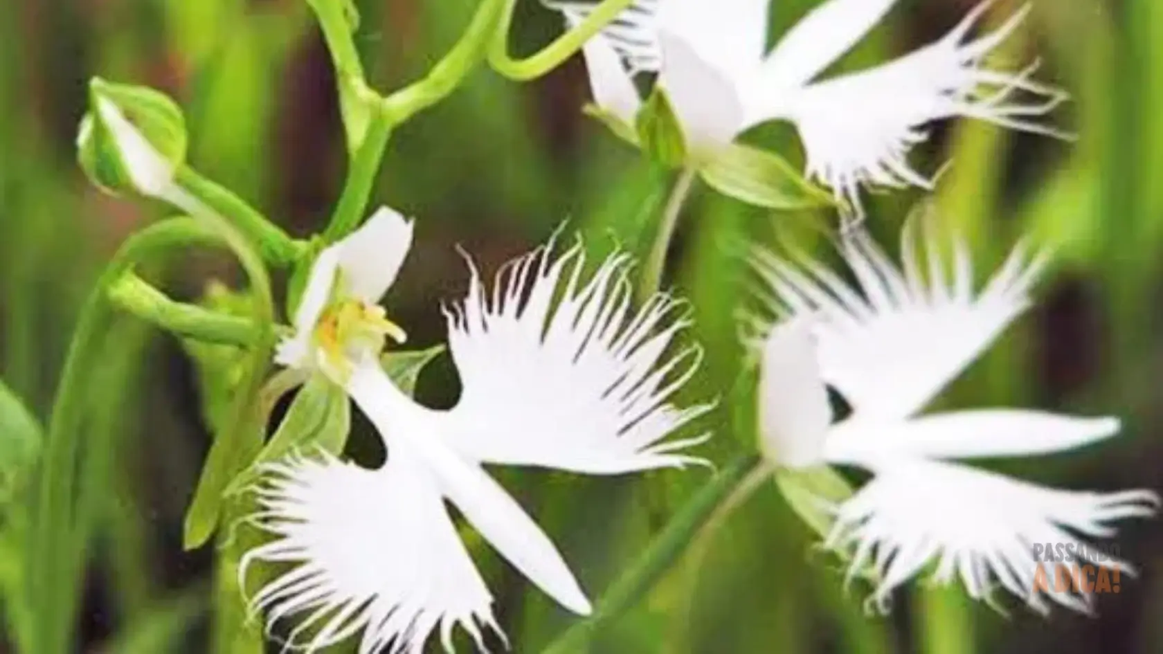 5 Plantas Lindas e Exóticas do Mundo Que Você Precisa Conhecer