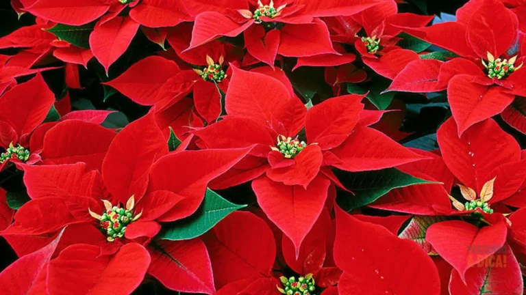 Bico de Papagaio: 5 Curiosidades Surpreendentes Sobre a Flor de Natal