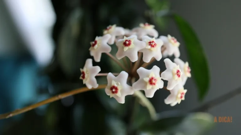 Adeus, Orquídeas? Por Que a Flor de Porcelana é a Nova Rainha das Plantas de Interior