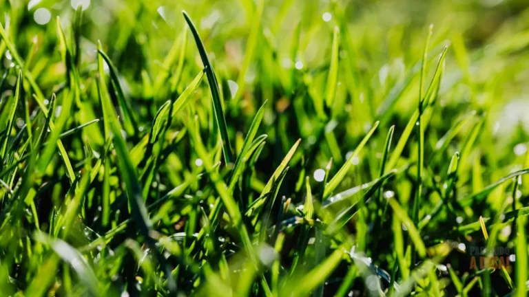 Como Manter o Gramado Sempre Verde: Guia Completo de Cuidados e Poda