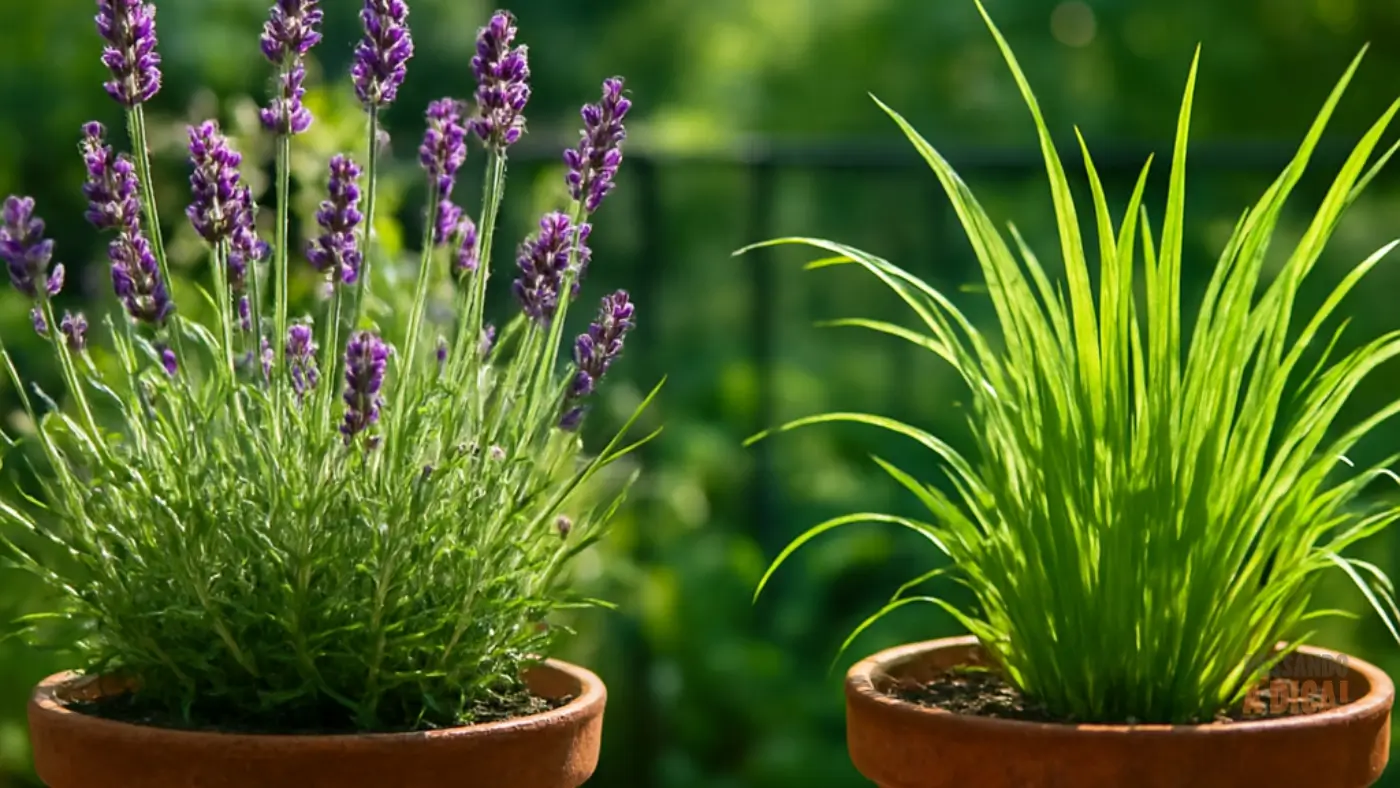 Plantas Repelentes: 5 Espécies Poderosas para Afastar Mosquitos de Forma Natural